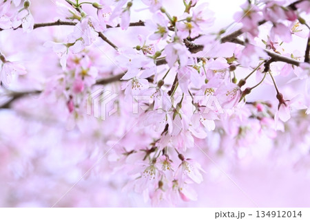 満開の桜の花が咲く 満開の桜の花が咲く 134912014