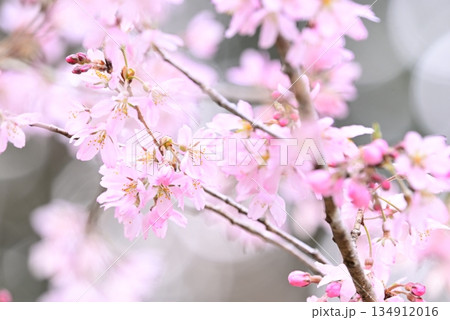 桜咲く 134912016
