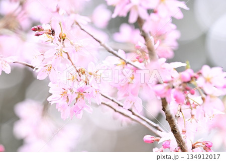 桜咲く 134912017