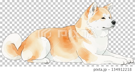 秋田犬躺著的水彩插圖 134912218