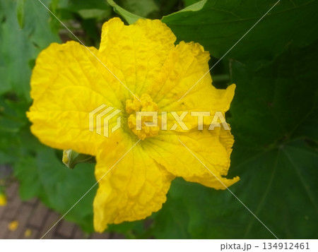ヘチマの花 ヘチマの花 134912461