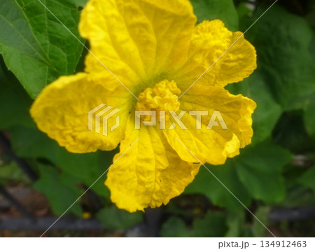 ヘチマの花 134912463