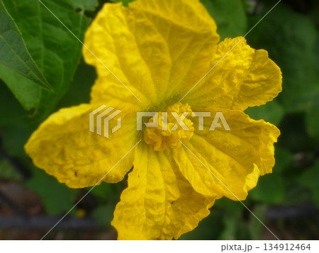 ヘチマの花 134912464