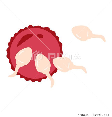 human sperm and egg, Sperm fertilizing ovary 134912473