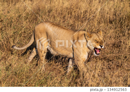Female lion in the Serengeti 134912563