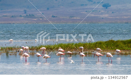 Flamingos in Lake Magadi 134912567