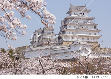 姫路城桜と天守閣 134912638