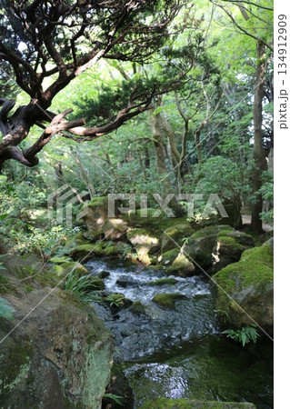 苔と清流が織りなす静かな森林風景|癒しの日本自然背景素材 苔と清流が織りなす静かな森林風景|癒しの日本自然背景素材 134912909