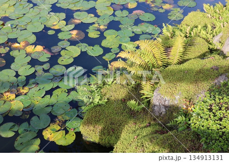 苔と睡蓮が美しい日本庭園の池|静寂と癒しの自然背景素材 苔と睡蓮が美しい日本庭園の池|静寂と癒しの自然背景素材 134913131