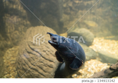 Fire eel 134913142