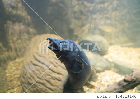 Fire eel 134913146