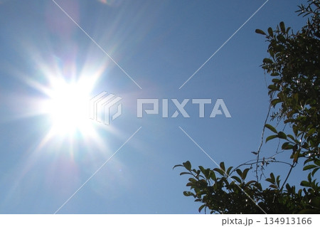 いつもの初日の出とは違う新しい年の輝き(2026.1.1) もちの木と初日の出で新しい年の輝き いつもの初日の出とは違う新しい年の輝き(2026.1.1) もちの木と初日の出で新しい年の輝き 134913166