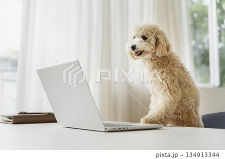 ノートパソコンの画面を見る小型犬 テレワーク ・在宅勤務イメージ ノートパソコンの画面を見る小型犬 テレワーク ・在宅勤務イメージ 134913344