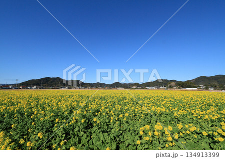 菜な畑ロード（鴨川市） 134913399