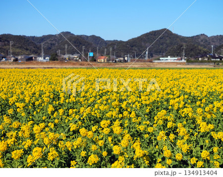 菜な畑ロード(鴨川市) 菜な畑ロード(鴨川市) 134913404