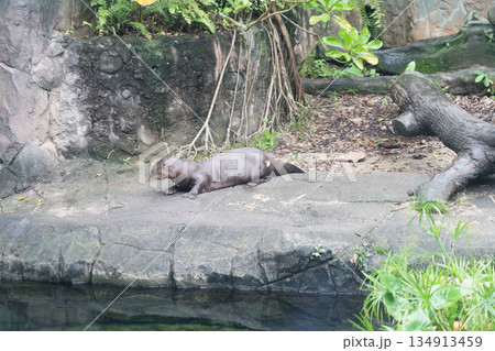オオカワウソの水槽 オオカワウソの水槽 134913459