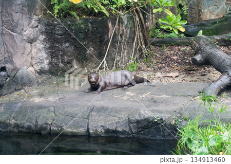 オオカワウソの水槽 オオカワウソの水槽 134913460