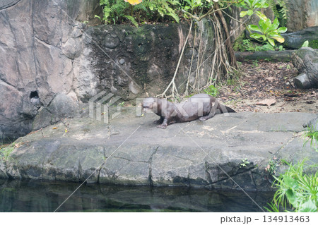 オオカワウソの水槽 オオカワウソの水槽 134913463