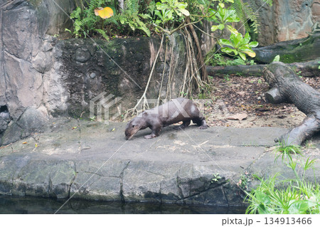 オオカワウソの水槽 オオカワウソの水槽 134913466