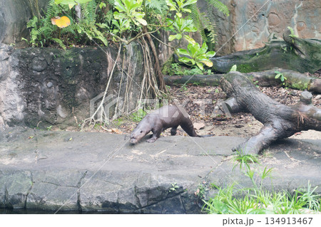 オオカワウソの水槽 オオカワウソの水槽 134913467