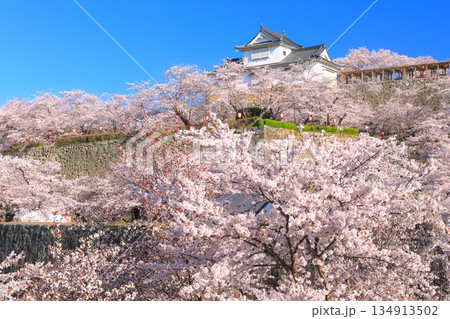 【岡山県】快晴の津山城の備中櫓と満開の桜(鶴山公園) 【岡山県】快晴の津山城の備中櫓と満開の桜(鶴山公園) 134913502