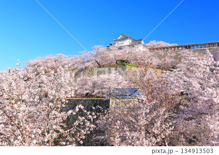 【岡山県】快晴の津山城の備中櫓と満開の桜（鶴山公園） 134913503