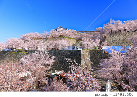 【岡山県】快晴の津山城の備中櫓と満開の桜(鶴山公園) 【岡山県】快晴の津山城の備中櫓と満開の桜(鶴山公園) 134913506