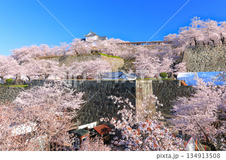 【岡山県】快晴の津山城の備中櫓と満開の桜（鶴山公園） 134913508