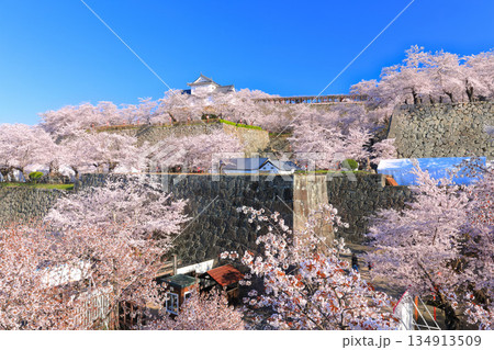 【岡山県】快晴の津山城の備中櫓と満開の桜（鶴山公園） 134913509