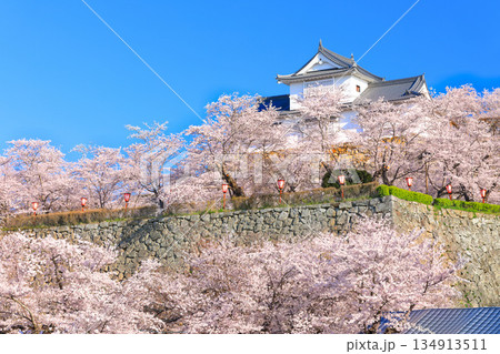 【岡山県】快晴の津山城の備中櫓と満開の桜(鶴山公園) 【岡山県】快晴の津山城の備中櫓と満開の桜(鶴山公園) 134913511