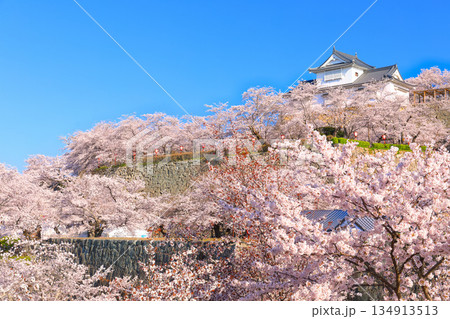 【岡山県】快晴の津山城の備中櫓と満開の桜（鶴山公園） 134913513
