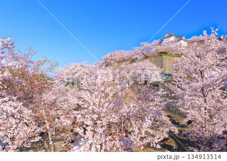 【岡山県】快晴の津山城の備中櫓と満開の桜（鶴山公園） 134913514