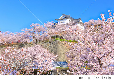 【岡山県】快晴の津山城の備中櫓と満開の桜（鶴山公園） 134913516