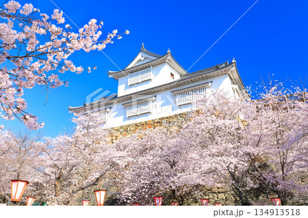 【岡山県】快晴の津山城の備中櫓と満開の桜(鶴山公園) 【岡山県】快晴の津山城の備中櫓と満開の桜(鶴山公園) 134913518