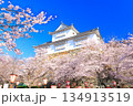 【岡山県】快晴の津山城の備中櫓と満開の桜（鶴山公園） 134913519