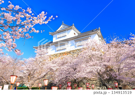 【岡山県】快晴の津山城の備中櫓と満開の桜（鶴山公園） 134913519