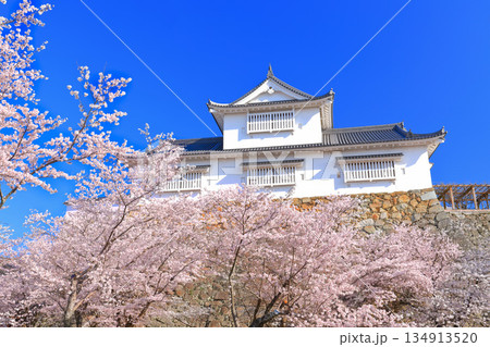 【岡山県】快晴の津山城の備中櫓と満開の桜（鶴山公園） 134913520