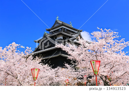 【島根県】桜が満開の松江城天守閣（国宝） 134913523