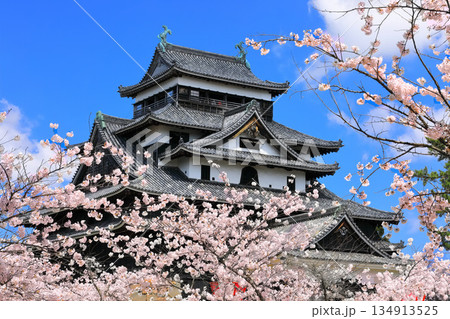 【島根県】桜が満開の松江城天守閣(国宝) 【島根県】桜が満開の松江城天守閣(国宝) 134913525