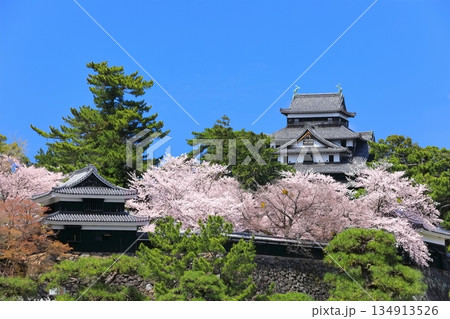 【島根県】桜が満開の松江城天守閣(国宝) 【島根県】桜が満開の松江城天守閣(国宝) 134913526
