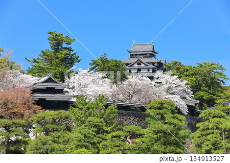【島根県】桜が満開の松江城天守閣(国宝) 【島根県】桜が満開の松江城天守閣(国宝) 134913527