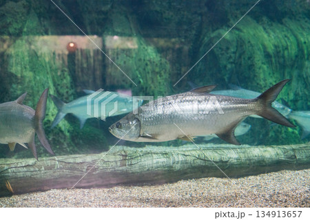 River Wonders 134913657