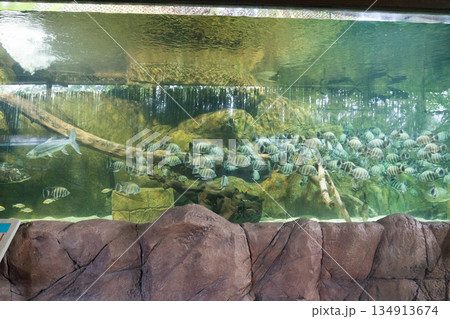 River Wonders River Wonders 134913674