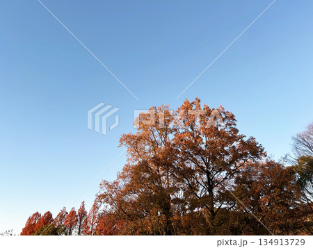 秋の青空と紅葉 134913729