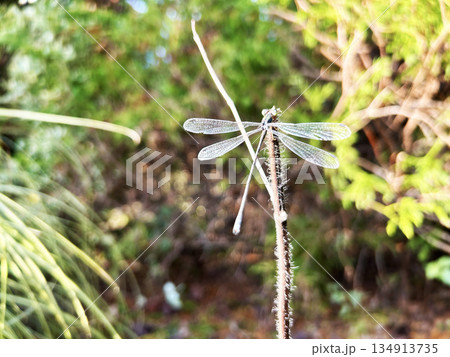 木に止まるトンボ 134913735