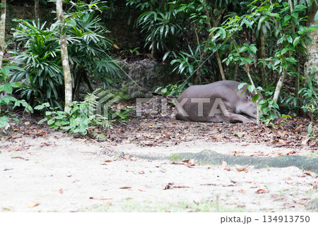 Amazon River Quest 134913750