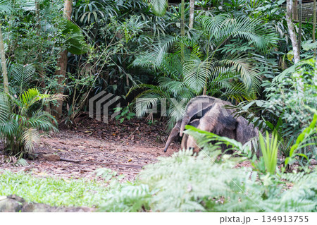 Amazon River Quest Amazon River Quest 134913755