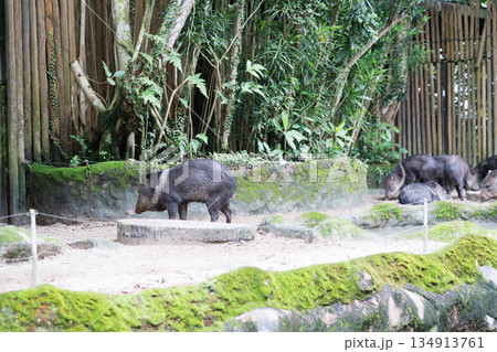 Amazon River Quest Amazon River Quest 134913761