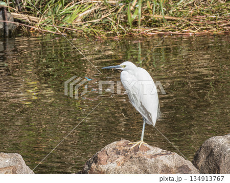 シラサギ（コサギ）　枚方市天野川 134913767