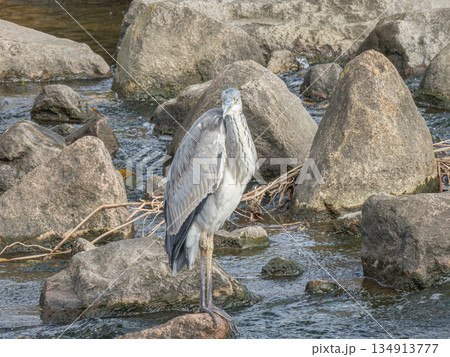 アオサギ 枚方市天野川 アオサギ 枚方市天野川 134913777